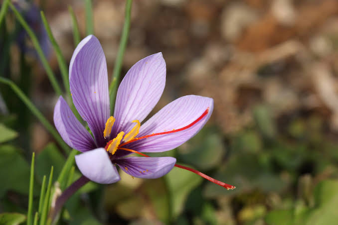 タトゥーにしたい秋の花