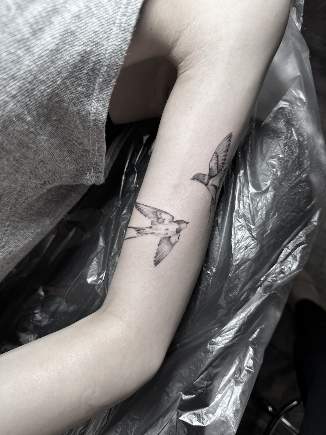 Swallow